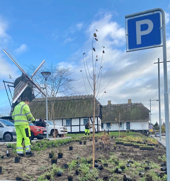 Ny parkeringsplads på Møllebakken plantes til med bivenlige stauder